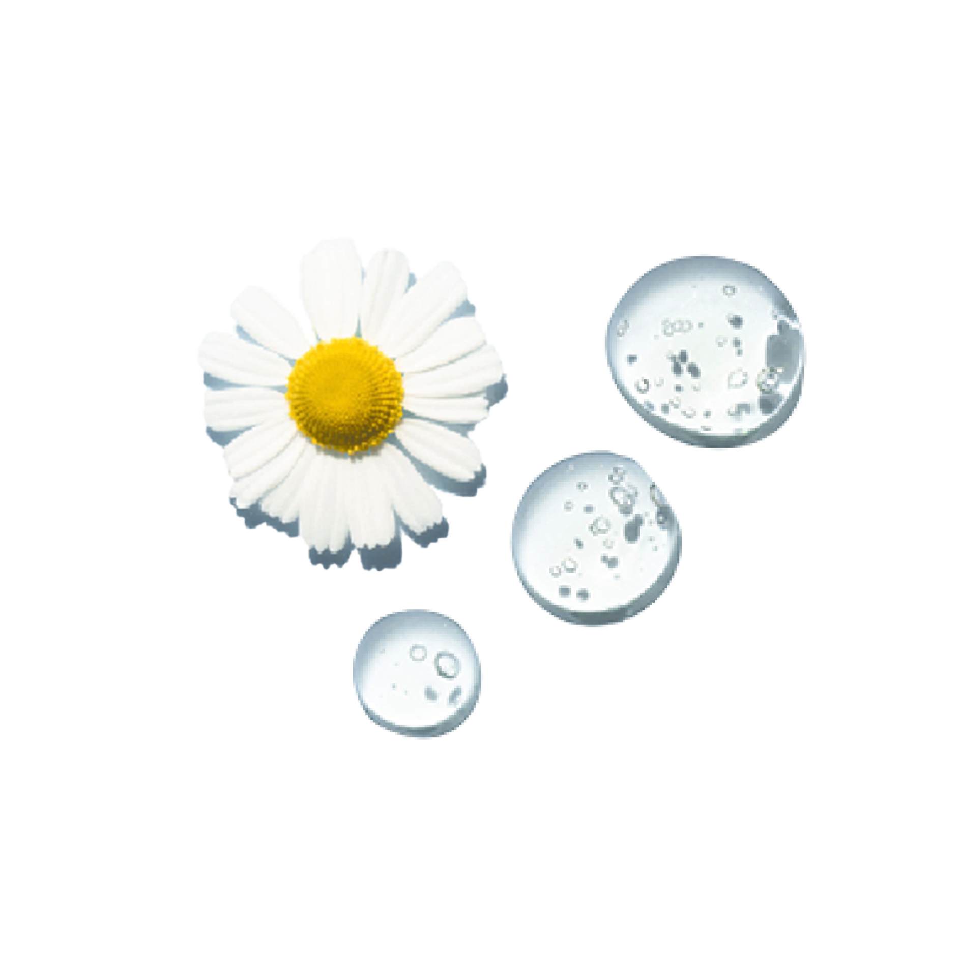 Medxtract Chamomile 1:2 (Chiết Xuất Hoa Cúc La Mã)